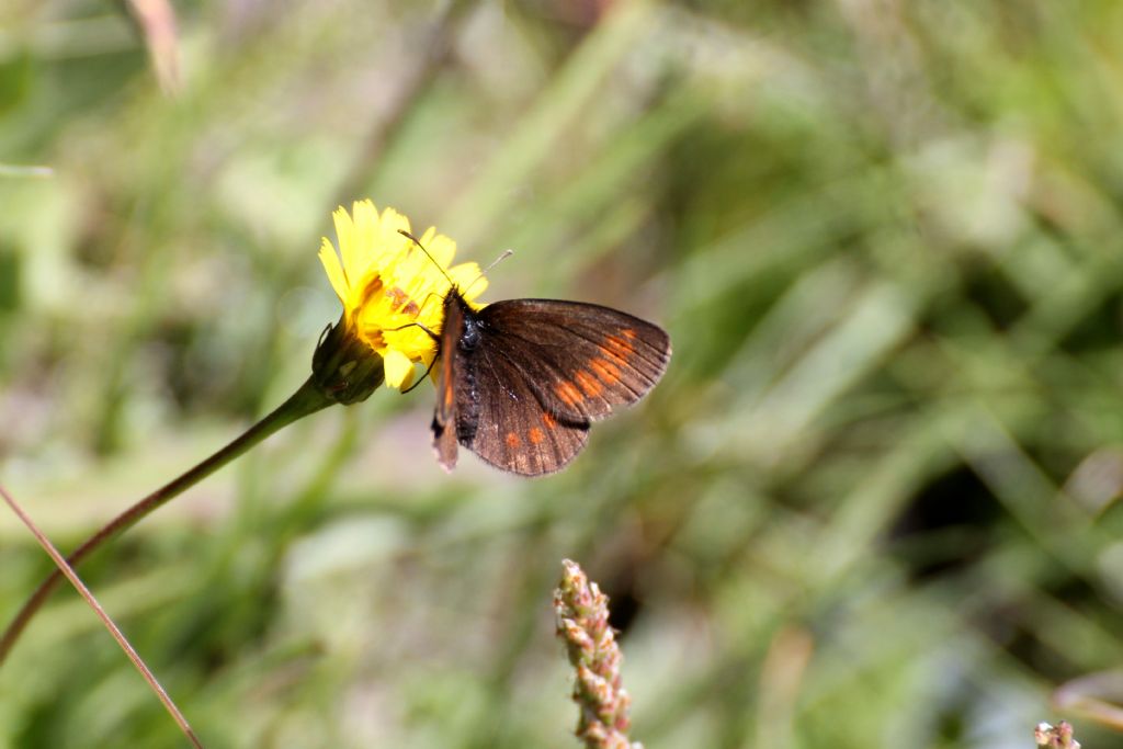 Erebia melampus o albergana? E. melampus